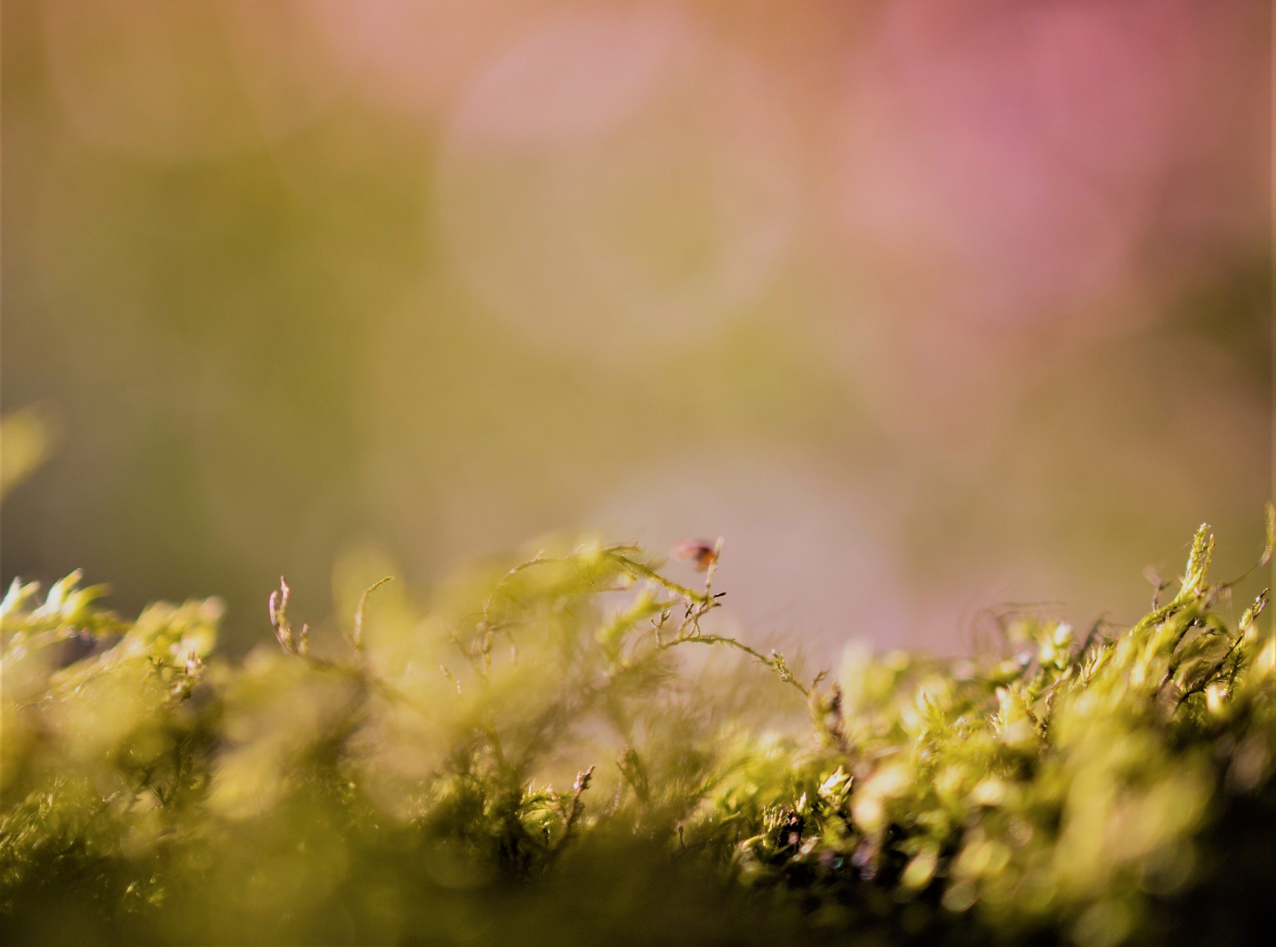 pexels-fabien-burgue-cropped2