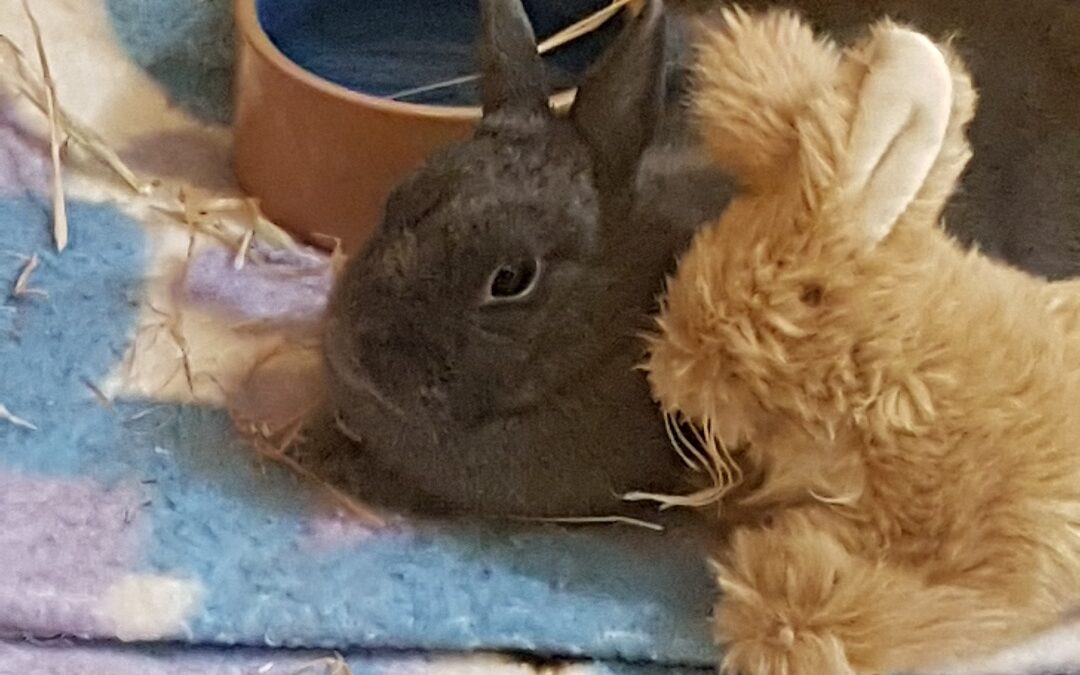 Edwina- My rabbit friend